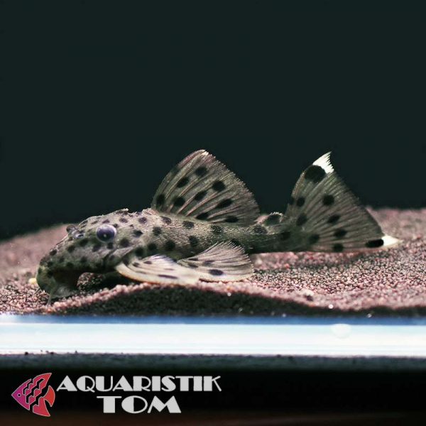 L264 - Weißflossen Kaktuswels, Leporacanthicus joselimae